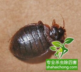 深圳幼兒園除四害工作計劃總結(jié)